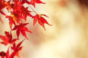 autumnal leaves, maple, autumn-1280026.jpg