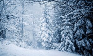 trees, forest, snow-4727156.jpg